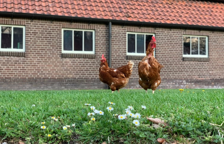 Natuurhuisje in Frederiksoord