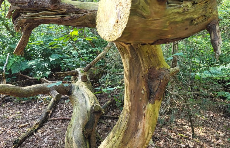 Natuurhuisje in Westerbork