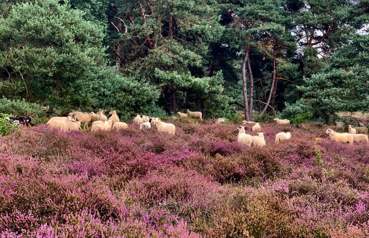 Natuurhuisje in Mariënberg