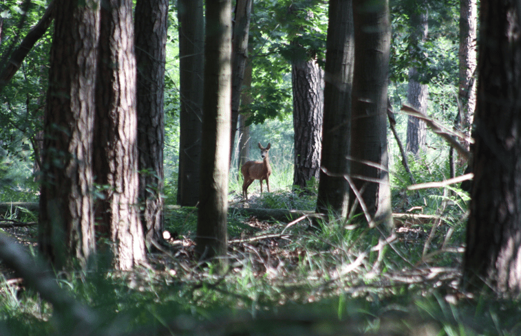 Natuurhuisje in Hapert