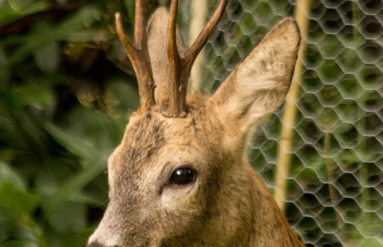 Natuurhuisje in Bennekom Ede Veluwe