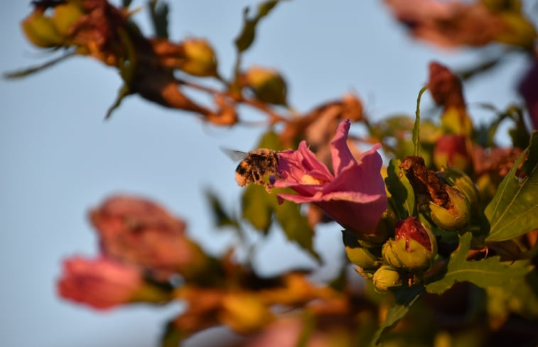 Natuurhuisje in Castelnau Durban