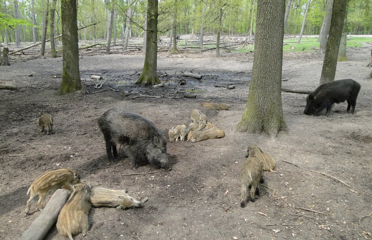 Natuurhuisje in Ermelo