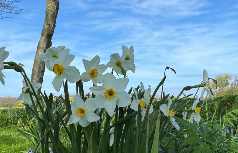 Natuurhuisje in De Cocksdorp