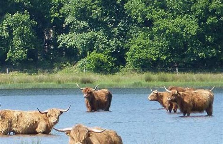 Natuurhuisje in Gasselte