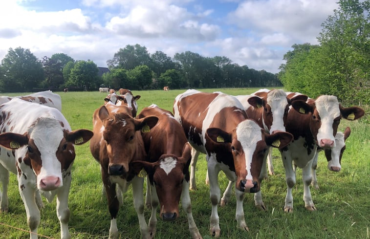 Natuurhuisje in Beemte Broekland