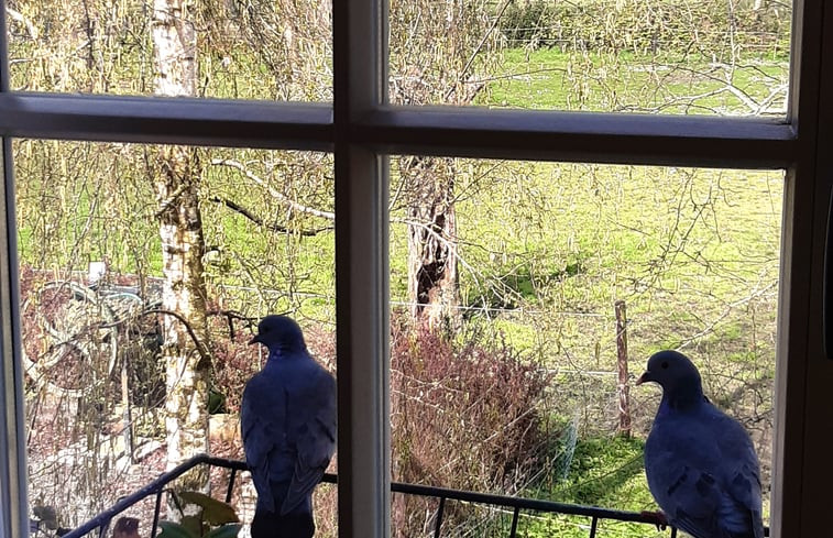 Natuurhuisje in IJzendijke