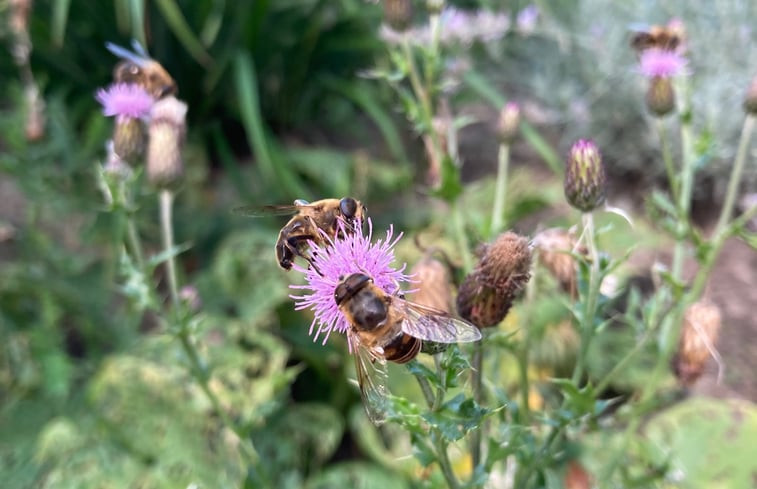 Natuurhuisje in Laren