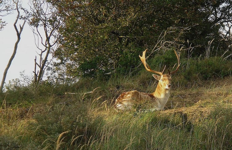 Natuurhuisje in Hulshorst