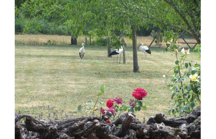 Natuurhuisje in Saint Thomas de Conac