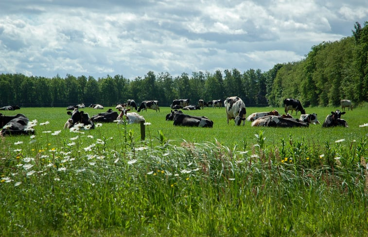 Natuurhuisje in Hoornsterzwaag