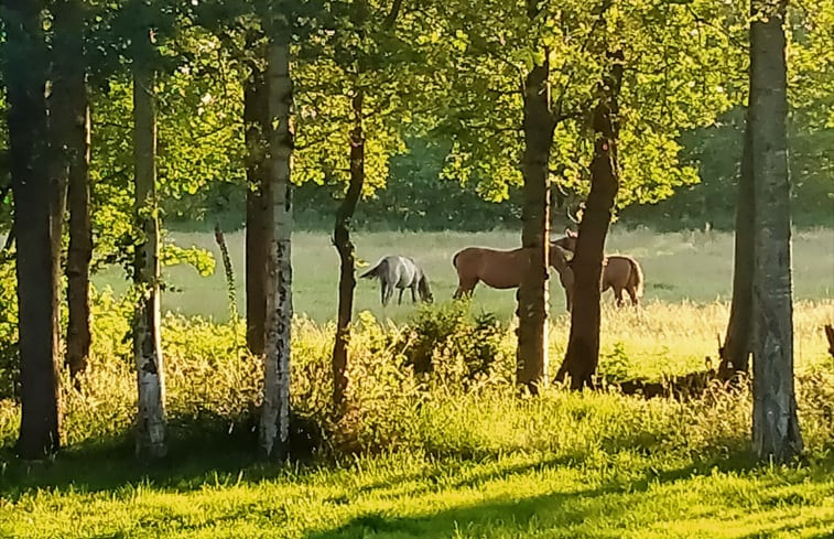 Natuurhuisje in Kollumerzwaag