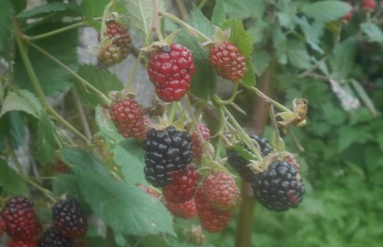 Natuurhuisje in Lathus-Saint Rémy