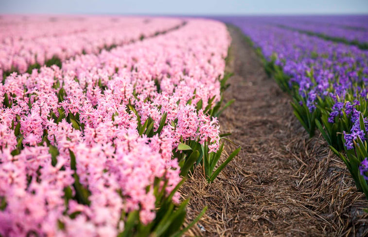 Natuurhuisje in Callantsoog