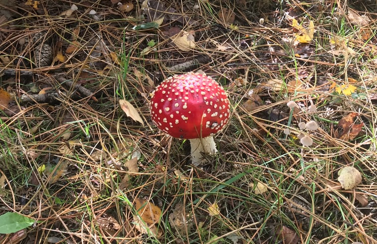 Natuurhuisje in Ruinen