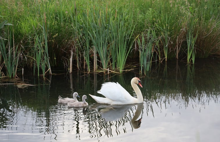 Natuurhuisje in Wapenveld