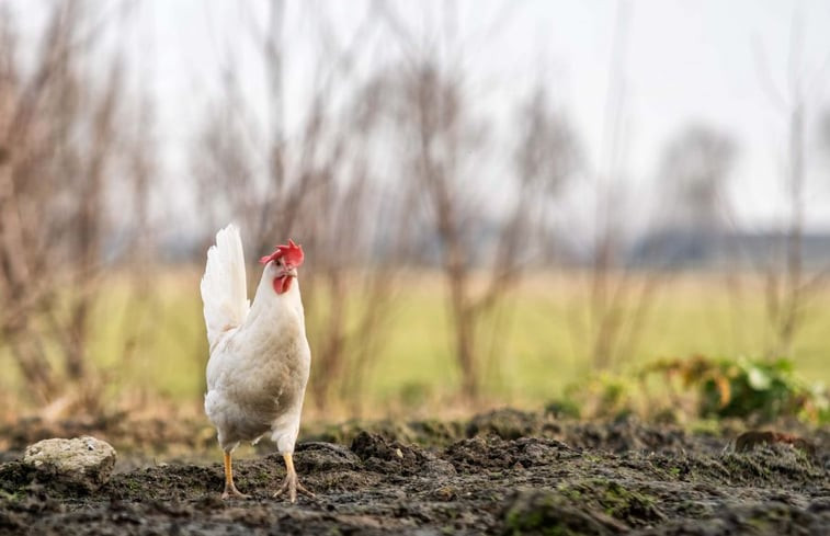 Natuurhuisje in Rossum