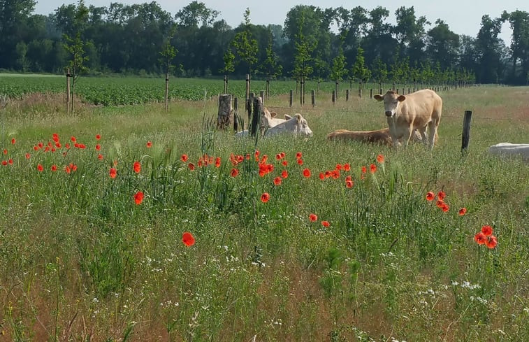 Natuurhuisje in Mill