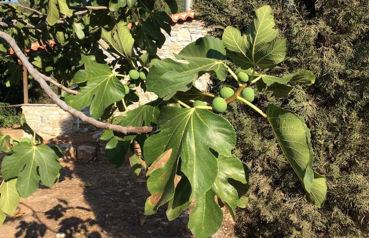 Natuurhuisje in Votso Vlamari Samos