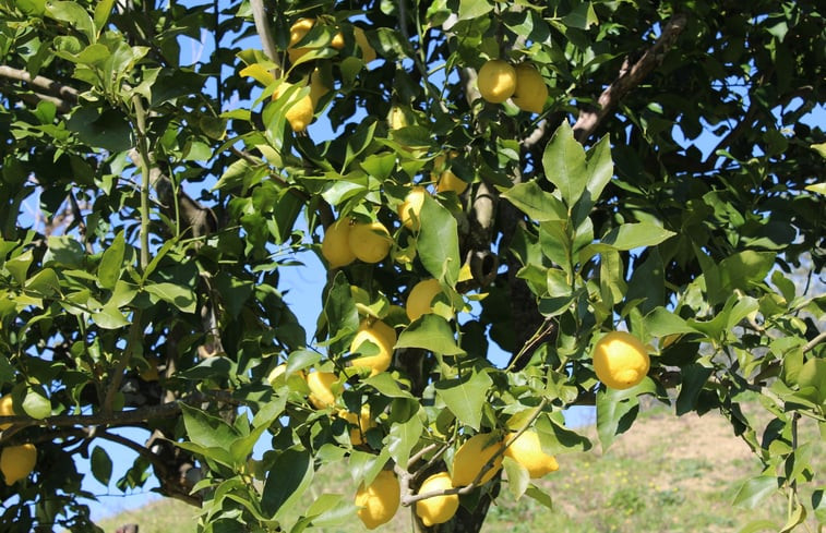 Natuurhuisje in Cicerale (SA)