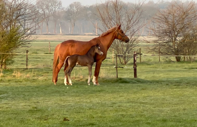 Natuurhuisje in Börger