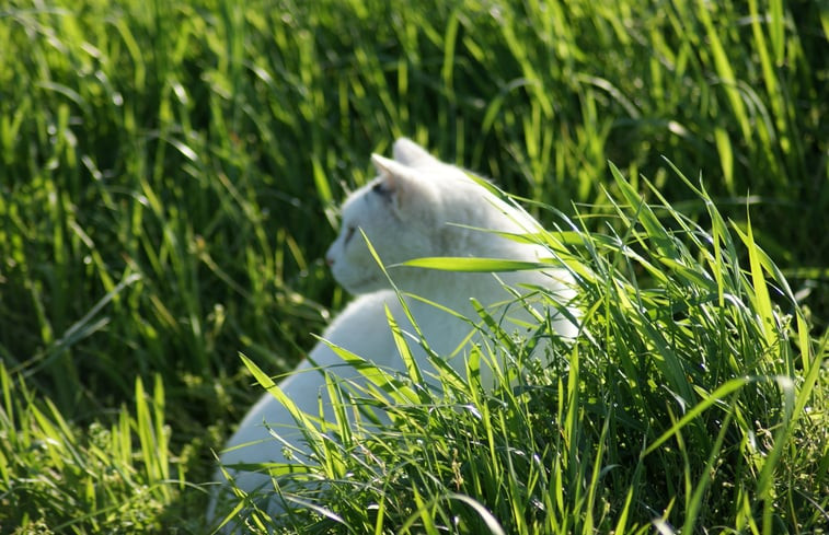 Natuurhuisje in Zutphen