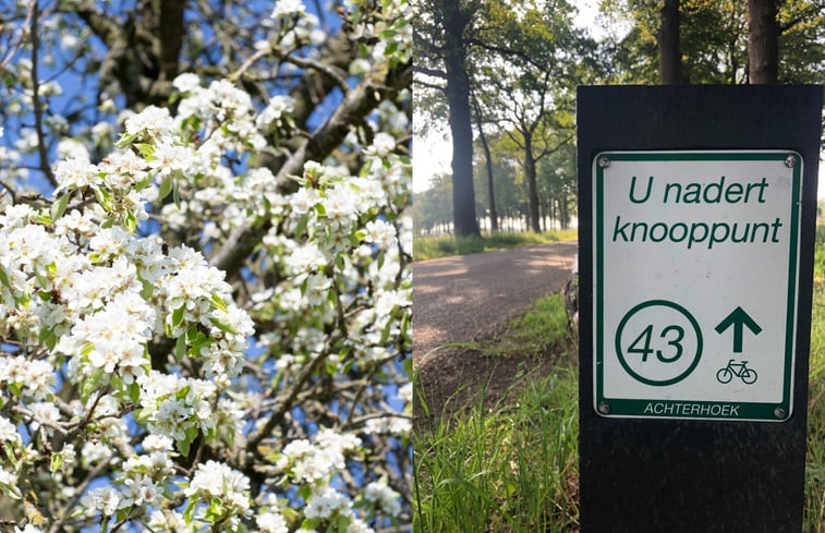 Natuurhuisje in Geesteren