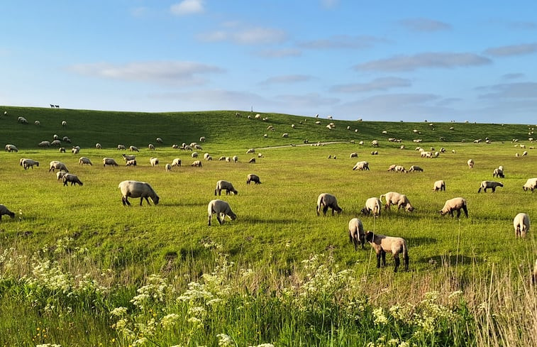 Natuurhuisje in Krummhörn