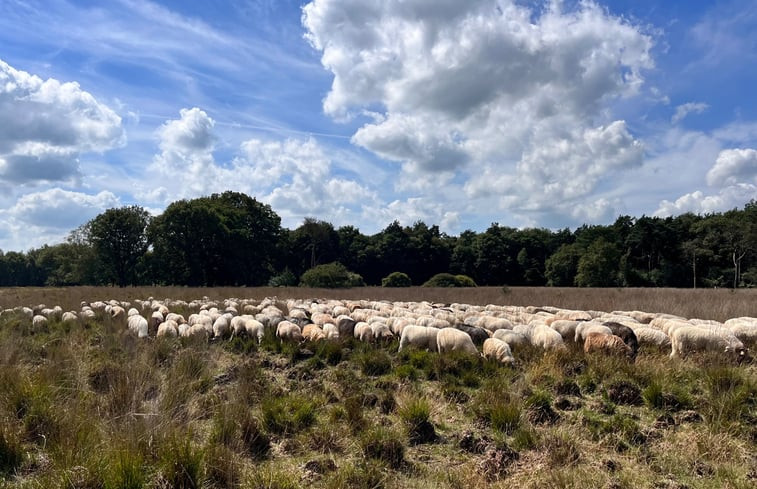 Natuurhuisje in Ruinen