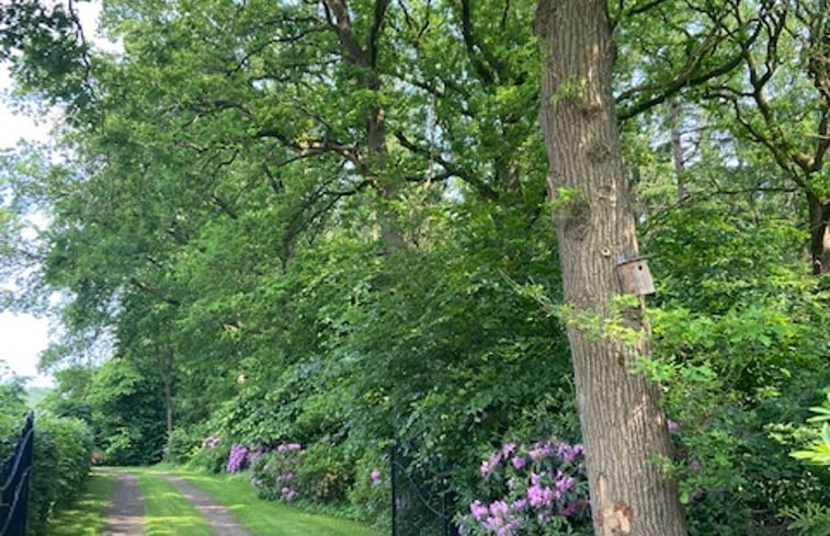 Natuurhuisje in Hollandscheveld