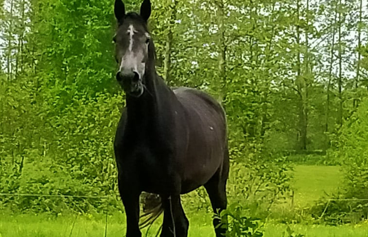 Natuurhuisje in Kollumerzwaag