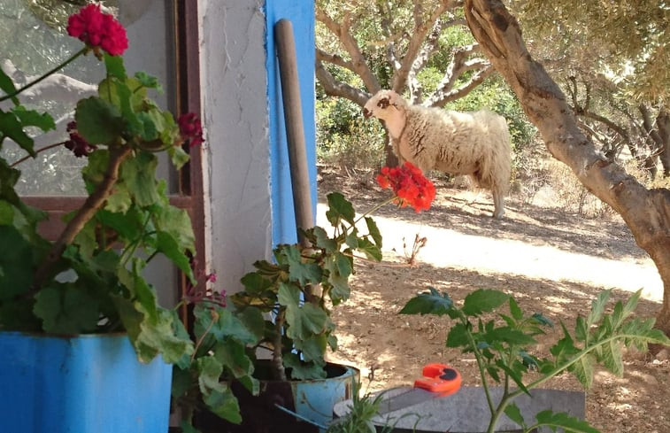 Natuurhuisje in agia pelagia