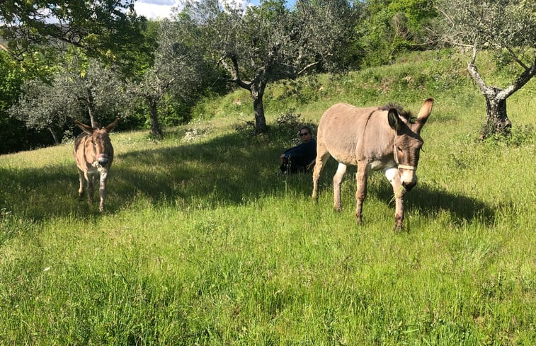 Natuurhuisje in cortona