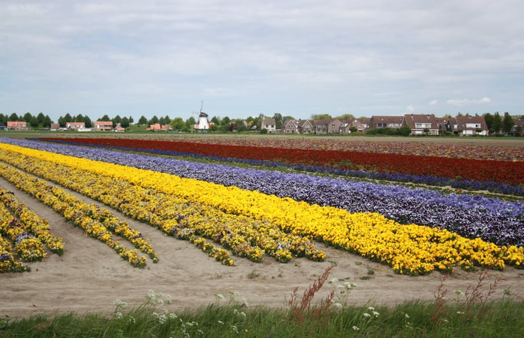 Natuurhuisje in Scherpenisse