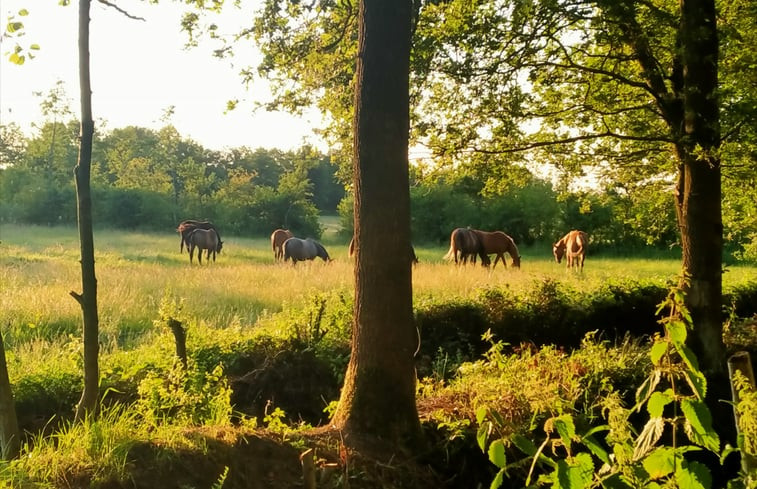 Natuurhuisje in Kollumerzwaag