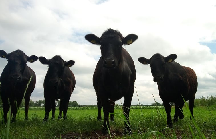 Natuurhuisje in Erp