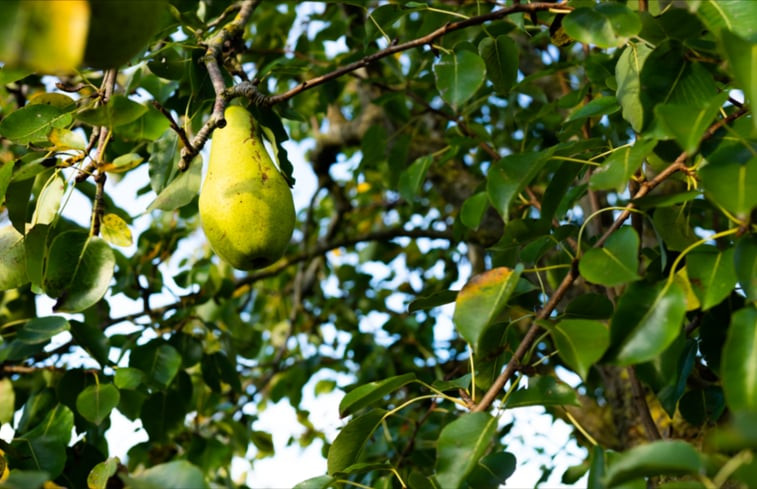 Natuurhuisje in Zennewijnen