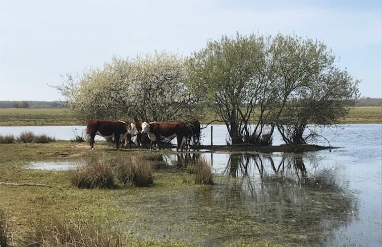 Natuurhuisje in Burgh-Haamstede