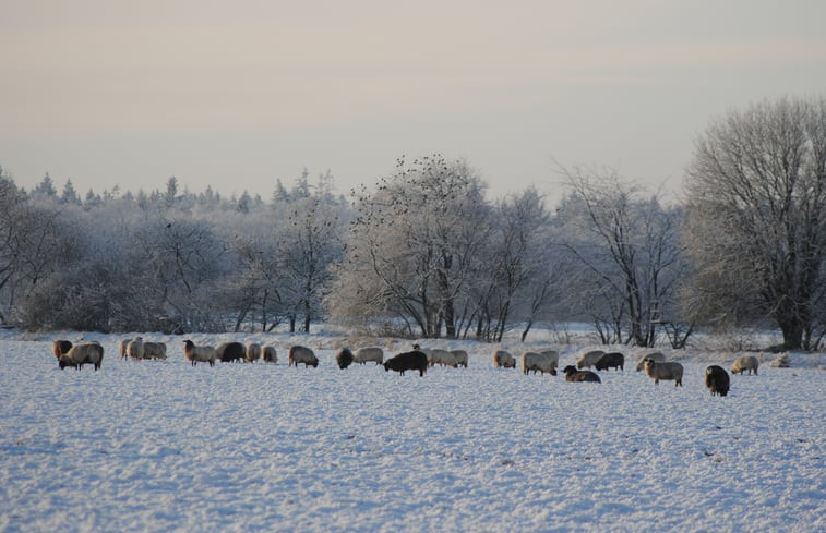 Natuurhuisje in Appelscha (Oude Willem)