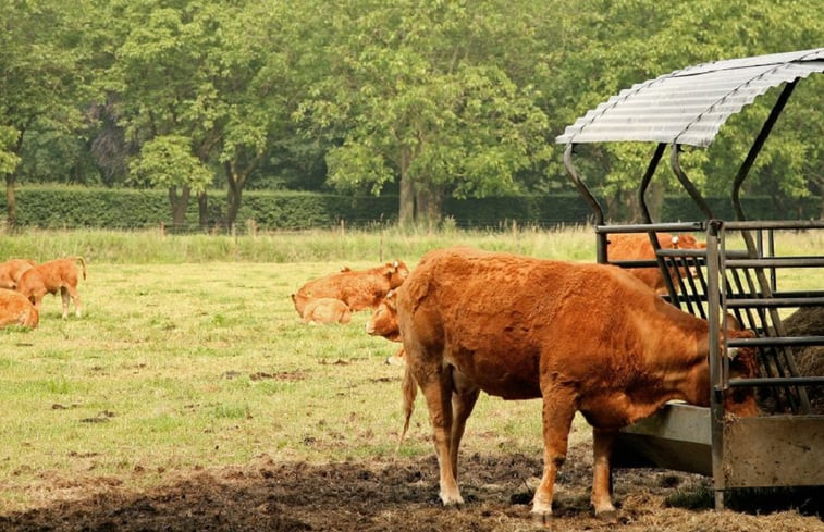 Natuurhuisje in Hengelo