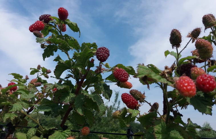 Natuurhuisje in Grashoek