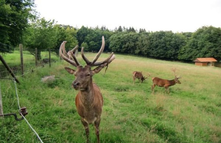 Natuurhuisje in Extertal