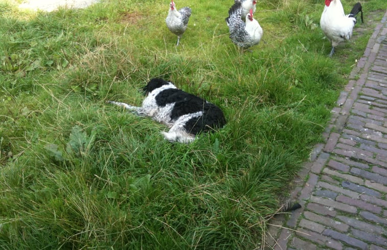 Natuurhuisje in de Bokkebuurt