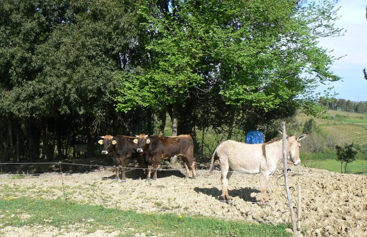 Natuurhuisje in TERRICCIOLA (pisa)