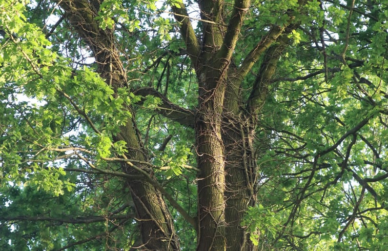 Natuurhuisje in Putten