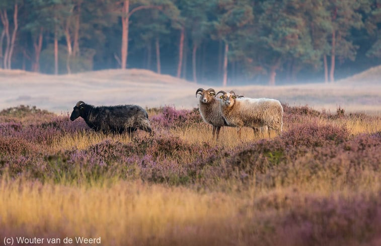 Natuurhuisje in Driebergen-Rijsenburg