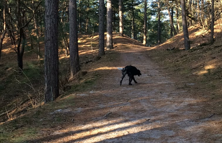 Natuurhuisje in Schoorl