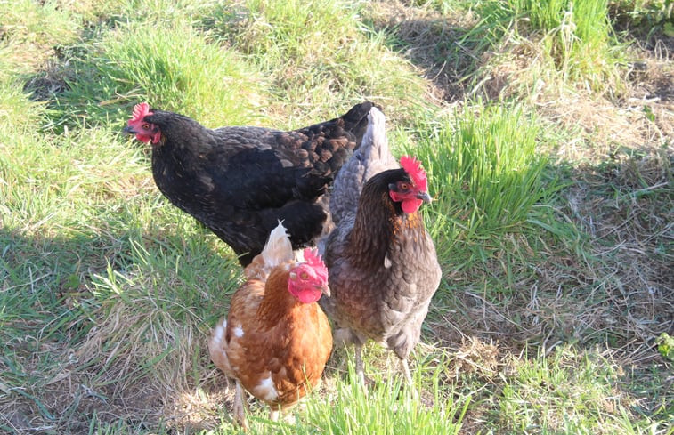 Natuurhuisje in Lewedorp