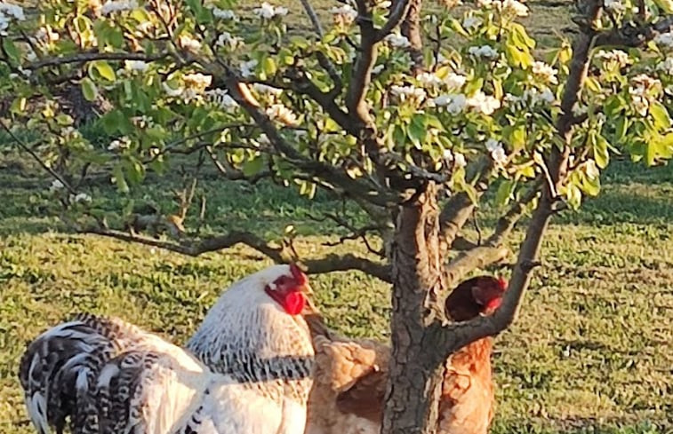 Natuurhuisje in Noordgouwe