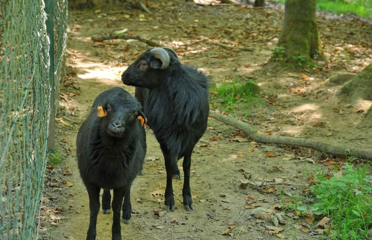 Natuurhuisje in Viroinval